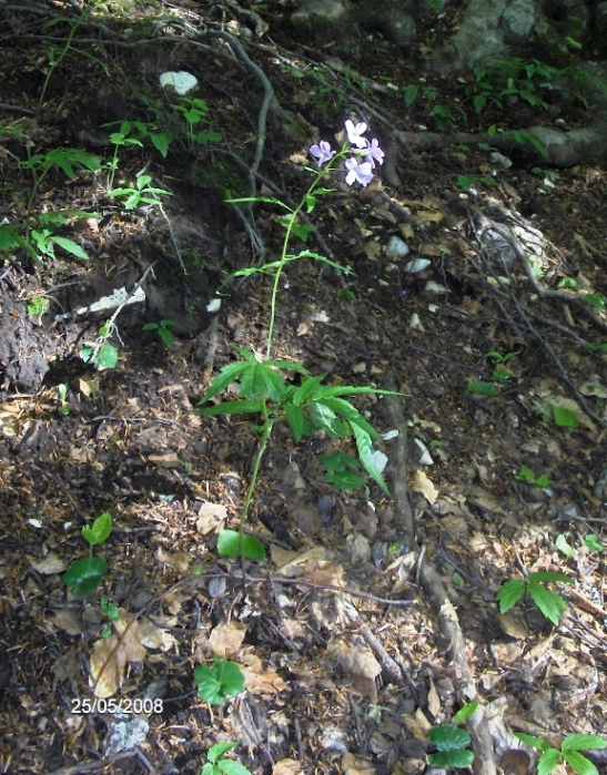 Cardamine bulbifera